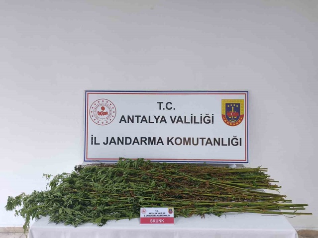Serik'te jandarma aramasında 80 kök kenevir bulundu, şüpheli gözaltına alındı