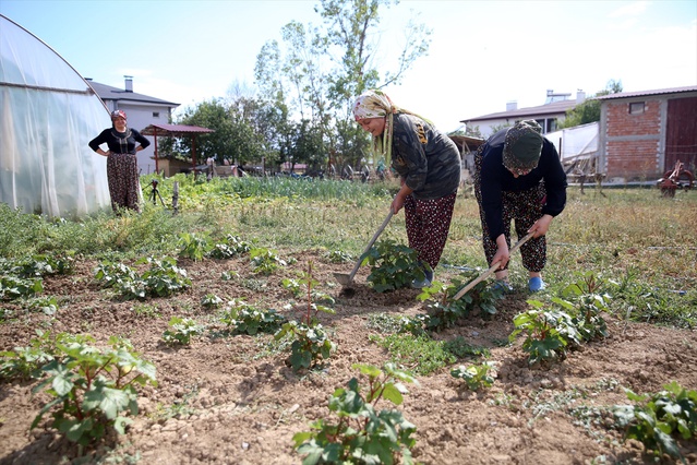 Gündelik işlerde çalışarak 120 sokak kedisine bakıyor: Onlara vefa borcum var