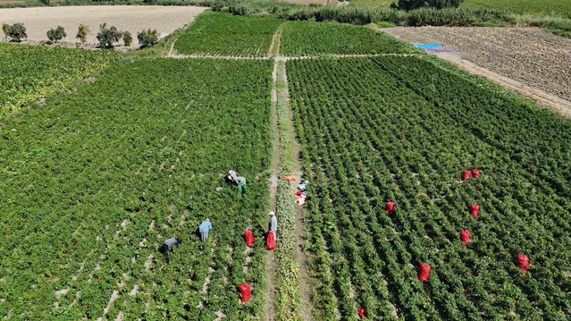 Amik Ovası'nda yağışlar kapya biber verimini düşürdü, kilosu 20 TL'den satılıyor