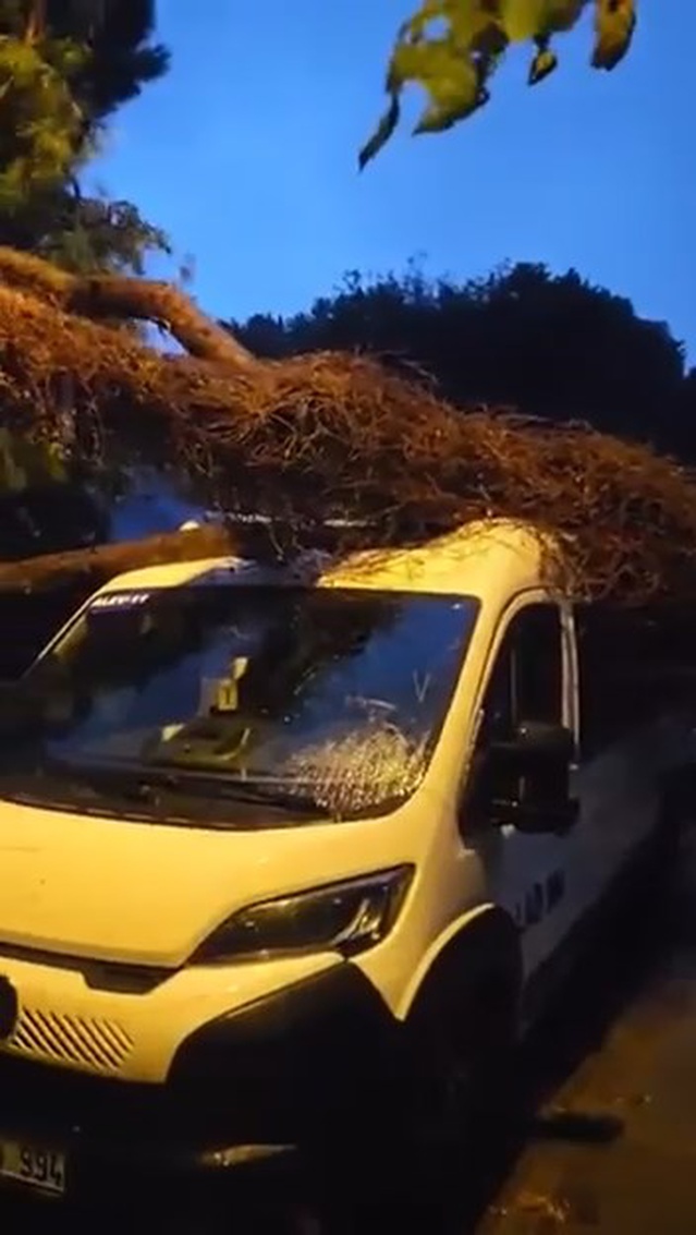 Kadıköy'de rüzgarda devrilen ağaç, öğrenci bekleyen servis minibüsüne düştü