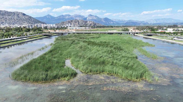 Boğaçayı'nda belediye bu yıl 320 ton sucul ot, 4 ton atık topladı