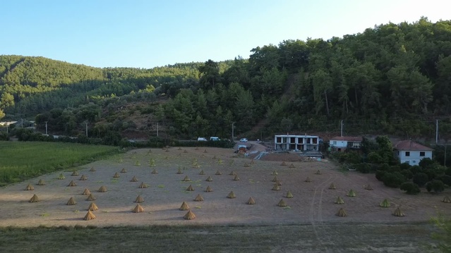 Gökova susamı Yalabuk Ovası'nda kurumaya bırakıldı, gümüller ovayı sardı