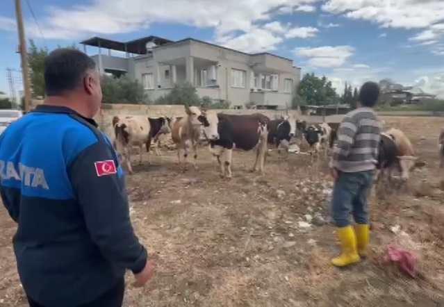Gaziantep İslahiye'de kayıp 17 büyükbaş, kulak küpesiyle sahibine teslim edildi