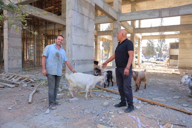 Kahramanmaraş'ta inşaat alanında 9 keçi bulan esnaf, hayvanların sahibini arıyor