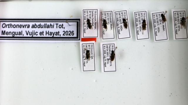 Keşfettiği çiçek sineği türüne 1998'de kaybettiği oğlunun adını verdi