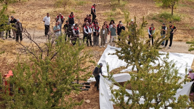 Elazığ Ağın'da badem hasadına Kaymakam Tuğçe Yılmaz ve Başkan Şeref Çakar katıldı