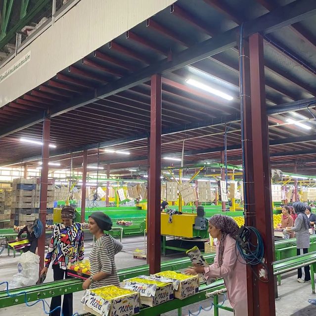 Hatay'da Mayer limonlarında ihracat öncesi pestisit kontrolü sürüyor