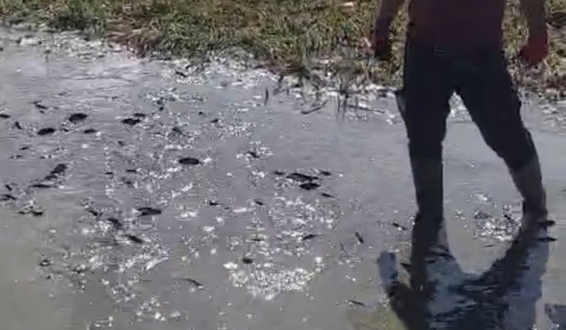 Hakkari Yüksekova'da Nehil Sazlığı kuruyor, binlerce balık çamurda can çekişiyor