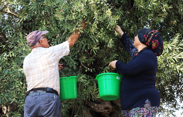 Antalya'da zeytin hasadı başladı, rekolte yüzde 30 artışla 70 bin tona çıkacak