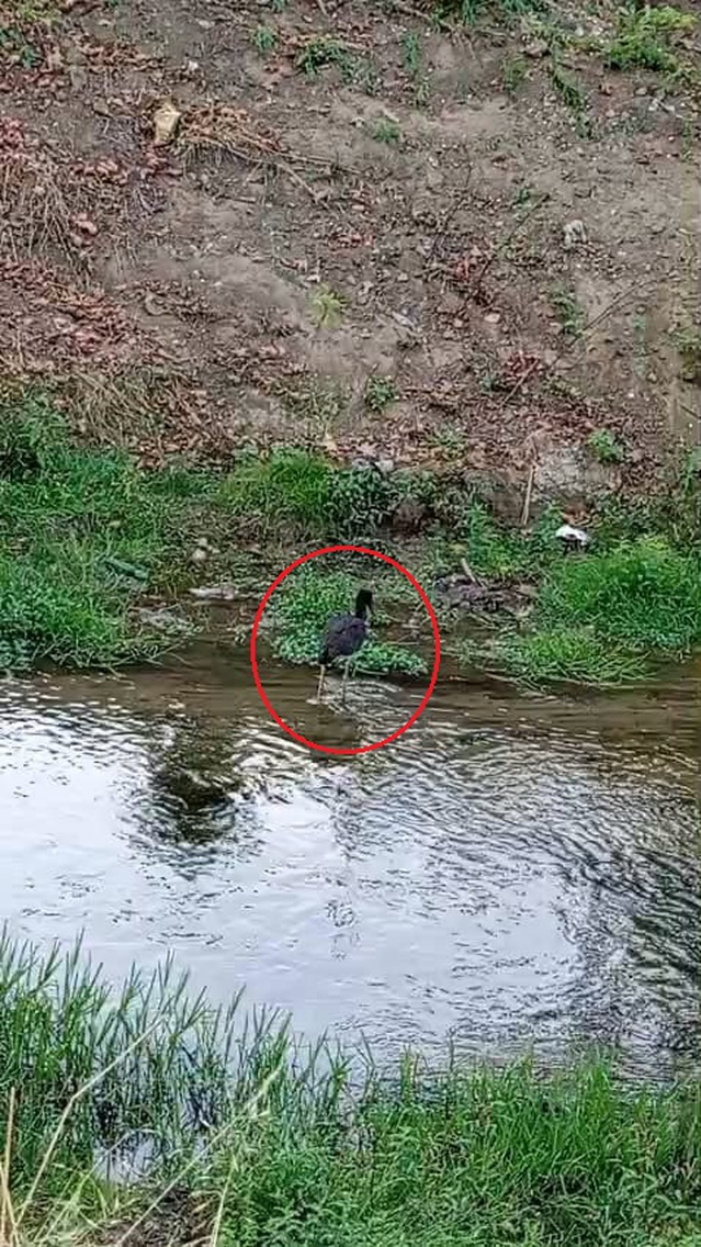 Nadir görülen karaleylek Bursa İnegöl'de su içerken cep telefonuyla kaydedildi