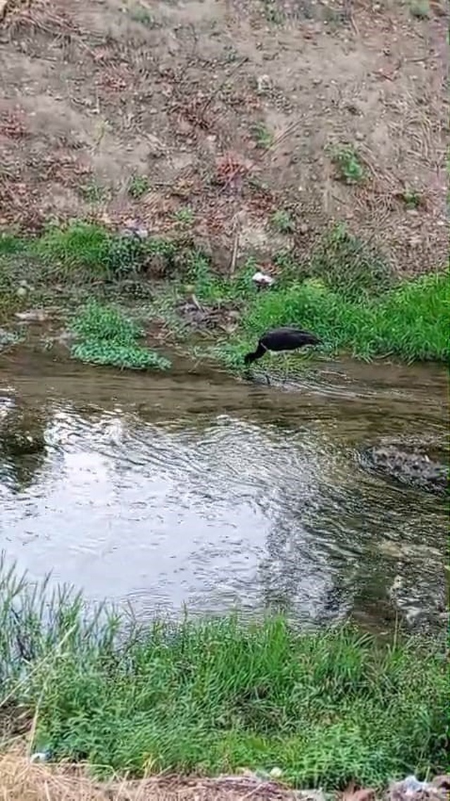 Bursa İnegöl'de nadir rastlanan kara leylek, dere kenarında beslenirken kaydedildi