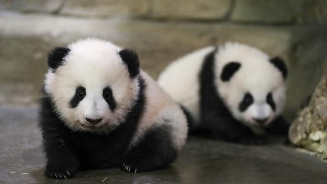 Panda diplomasisi geri döndü: Birkaç gün içinde ulaşacaklar