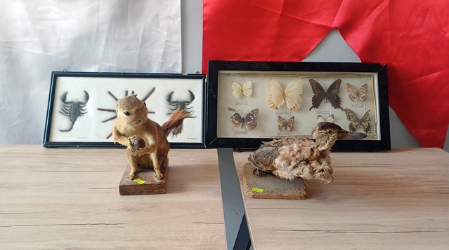 Aksaray'da sincap ve kelebek tahniti satan iş yerine 40 bin 229 lira ceza kesildi