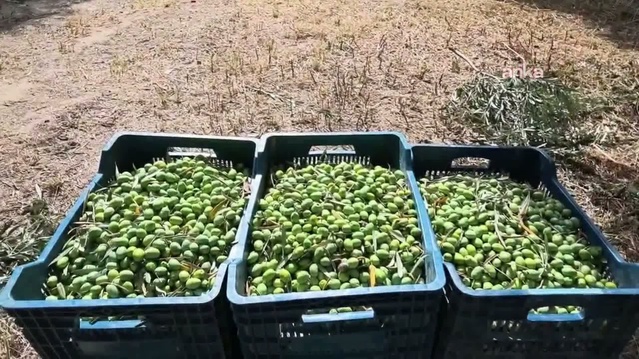 Aydın Karacasu'da zeytin üreticisi düşen fiyattan yakındı, işçiye 1500 lira yetmiyor
