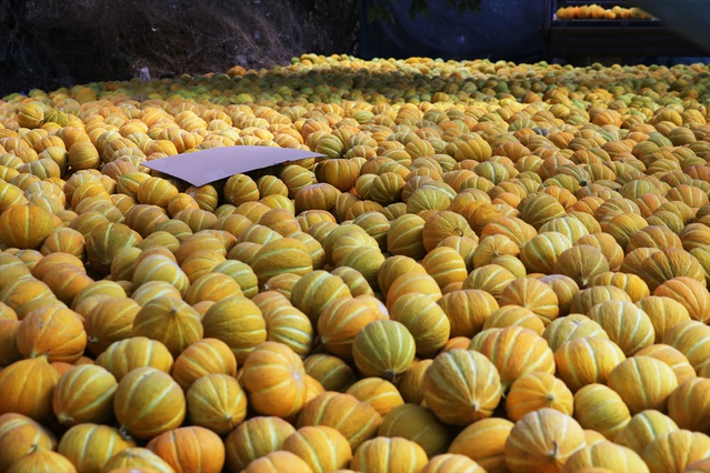 Muğla Menteşe'de Yayla kavunu ve Ata tohumu sebzelerinin hasadı yapıldı