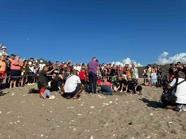 Kemer Çıralı'da son caretta yuvası açıldı, 3 bin 500 caretta denize ulaştı