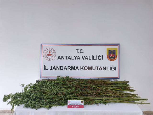Antalya Serik'te jandarma ev ve arazide 80 kök kenevir bitkisi ele geçirdi