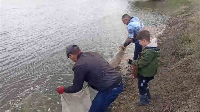 Edirne Meriç'teki Küplü'de sulama kanalında mahsur balıklar göletlere bırakıldı