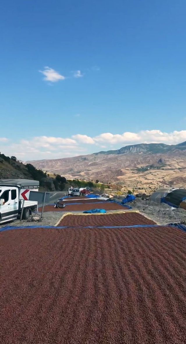 Giresun'da yağış yüzünden fındığını kurutamayan üreticiler Şebinkarahisar'a yöneldi