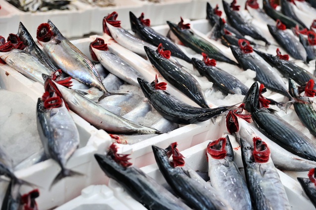 Karadeniz'de palamut bolluğu yaşanıyor, iri palamut tanesi 100 liradan satılıyor