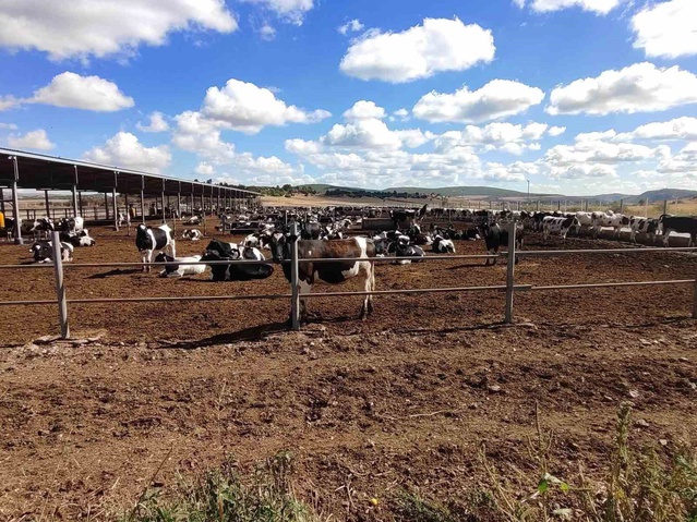 Kütahya İl Tarım ve Orman Müdürü Keleş, Sobran'daki ari işletmeden bilgi aldı
