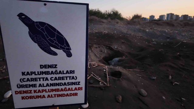 Deniz kaplumbağalarının Mersin'deki yuvalama sezonu 100 bin yavruyla sona erdi