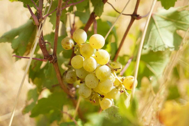 Muş üzümü yok olma riski taşıyor, Osmanlı'da 24 bin bağ kayıtlıydı, destek isteniyor