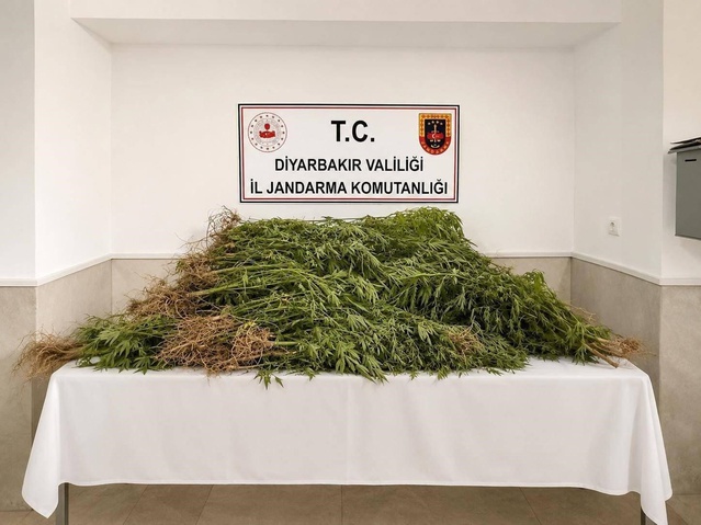 Diyarbakır'da 29 şüpheliye yasal işlem yapıldı, 144 bin 398 kök kenevir ele geçirildi