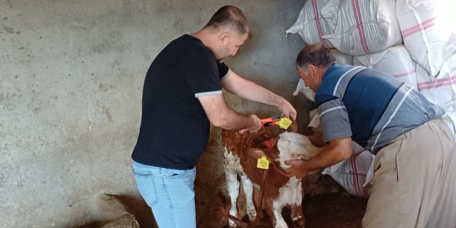 Şırnak'ta veteriner ekipleri Bahçelievler, Şehrinuh'ta hayvanları aşılayıp küpeliyor