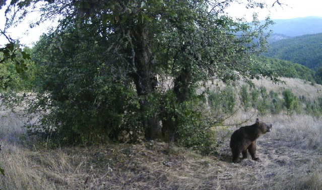 Kastamonu Azdavay'da armut toplayan iki ayı fotokapana yansıdı