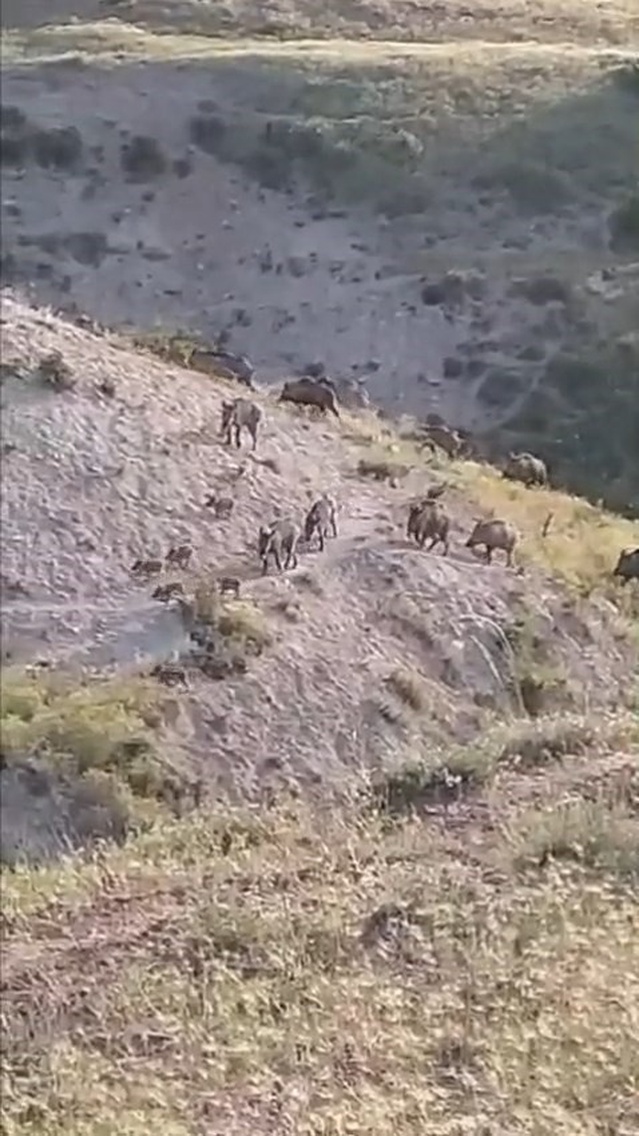 Elazığ Kovancılar'da domuz sürüsü karlı arazide görüntülendi