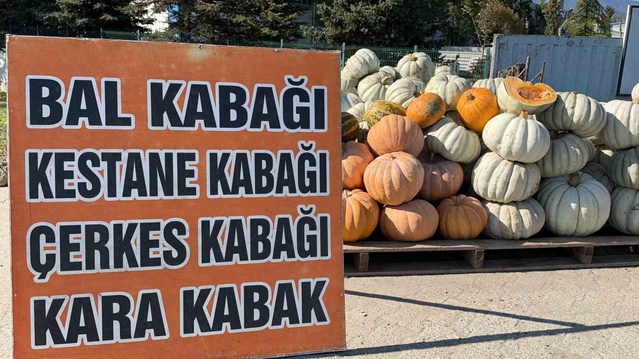Düzce İhsaniye'de yetişen Düzce kabağı İngiltere, Almanya ve Fransa'ya gönderiliyor