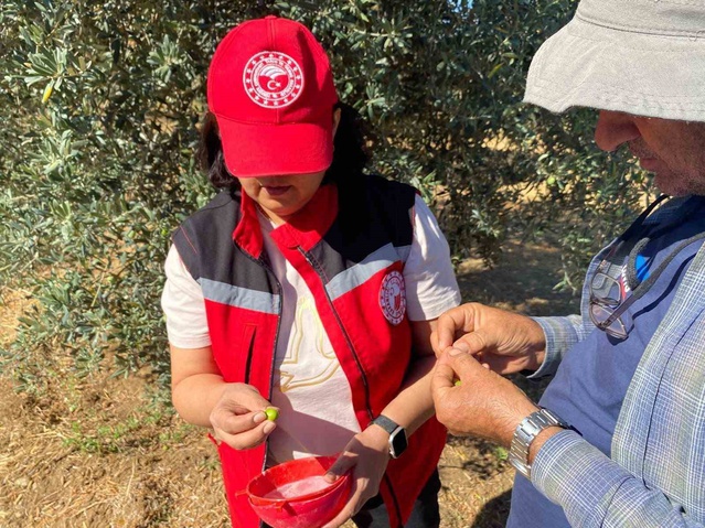 Salihli'de zeytin üreticilerine zeytin sineğine karşı ruhsatlı ürün uyarısı yapıldı