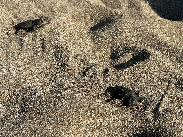 Çıralı'da caretta koruma sezonu tamamlandı, 117 yuvadan 3 bin 500 yavru denize ulaştı