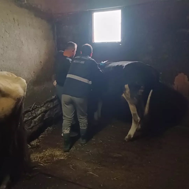 Düzce Yığılca'da şap ve bruselloz aşısı yapıldı, düşen küpeler yenilendi