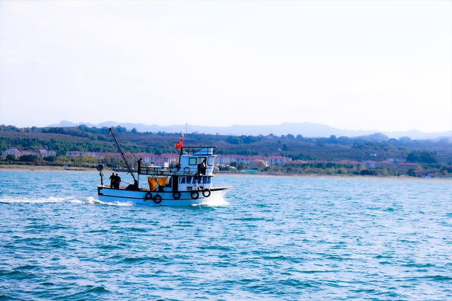 Sakarya Kocaali'de palamut bolluğu yaşanıyor, tekneden çifti 100-120 lirayı buluyor