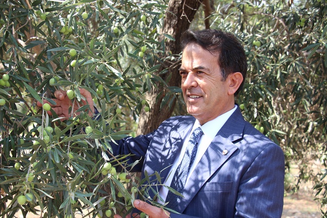 Antalya Zeytinpark'taki 1200 yıllık zeytin ağacından 80-90 kilogram ürün bekleniyor