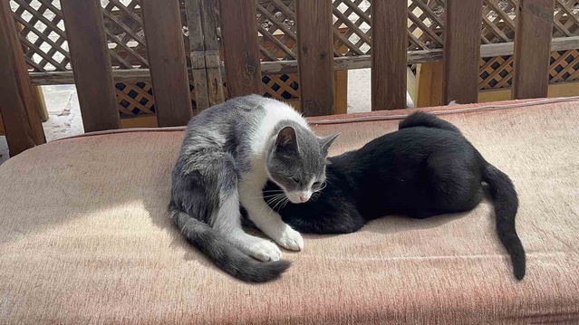 Kastamonu'da esnafın bakımını üstlendiği kedi, büyüse de kardeşini emmeyi bırakmıyor