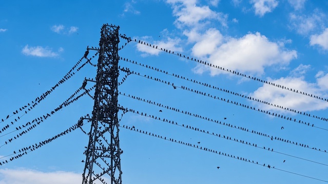 Erzincan Çayırlı'da binlerce kırlangıç göç yolunda elektrik tellerine kondu