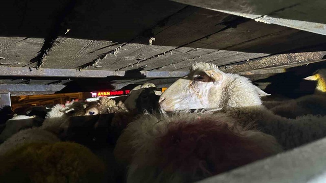 Sakarya'daki gişelerde 156 küçükbaş ve kaçak midyeye 229 bin 866 TL ceza kesildi