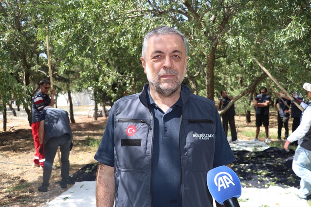 Gaziantep'teki Kurtuluş Ormanı'nda badem hasadı yabancı gönüllülerle sürüyor