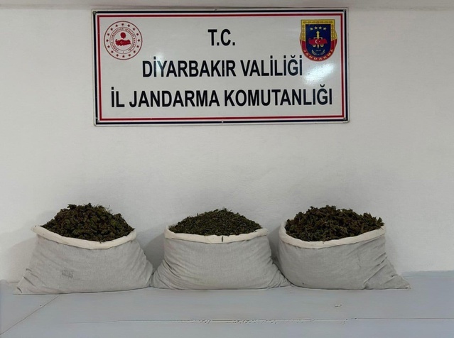 Diyarbakır'da jandarma 25 şüpheliye işlem yaptı, 253 bin 752 kök kenevir ele geçirildi