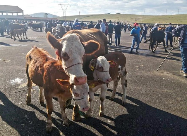 Bayburt Aydıntepe ve Demirözü'nde şap hastalığına karşı yetiştiricilere uyarı yapıldı