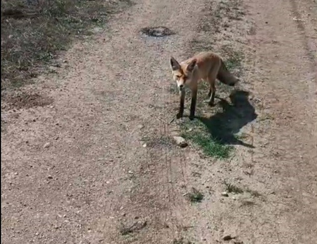 Bayburt'ta 'Mazlum' adlı tilki, ekmek getiren vatandaşı köye her gelişinde bekliyor