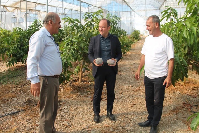 Erzin Kaymakamı Akpınar, avokado ve mango yetiştirilen serada incelemelerde bulundu
