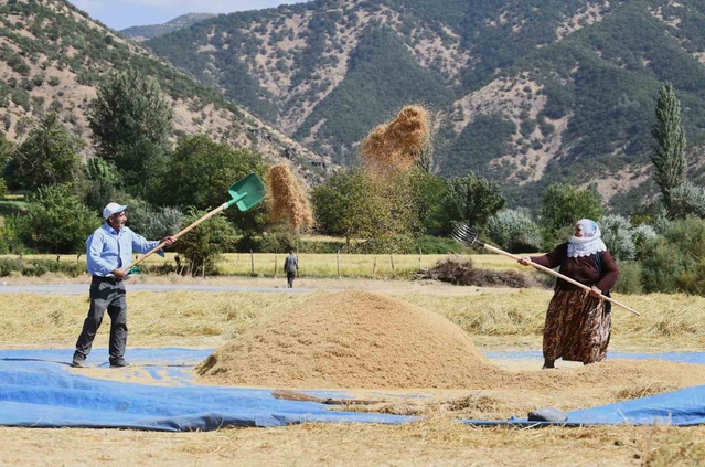 Bitlis Çeltikli'de çeltik hasadı başladı, ata tohumundan Şeyhciman pirinci üretiliyor