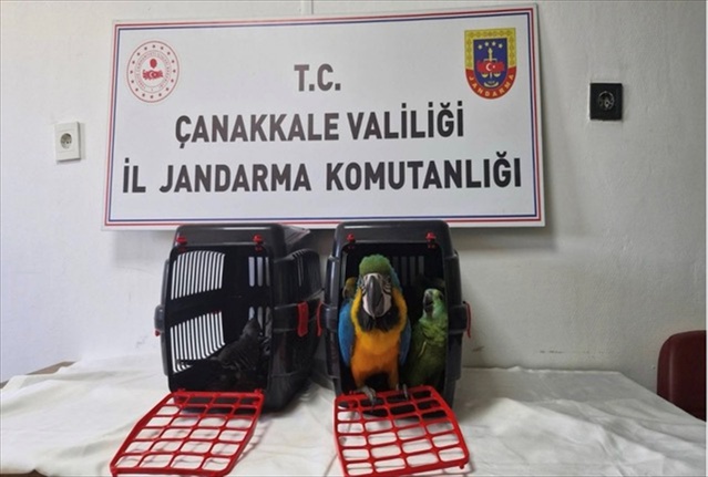 Çanakkale'de jandarmanın kaçakçılık operasyonunda 9 egzotik kuş ele geçirildi
