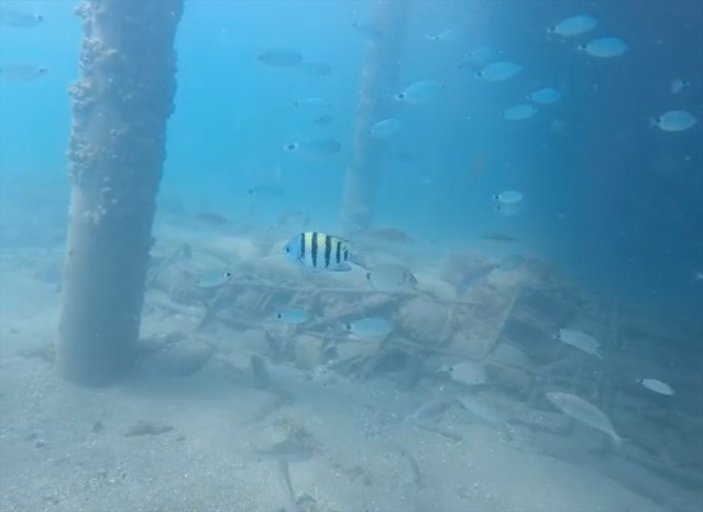 Antalya Kemer'de dalgıçların görüntülediği çizgili papaz balığı makaleyle duyurulacak