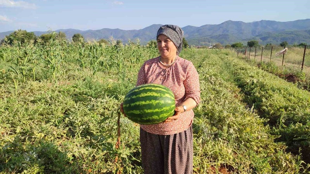 Beyağaç'ta üretici Parıldayan, 10 ton Pijamalı karpuz hasat etti