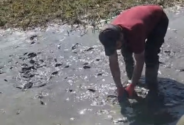 Yüksekova'da Nehil Sazlığı'nda sıkışan balıklara itfaiye tankerlerle su taşıdı